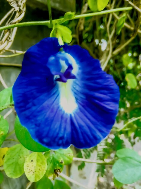 Photo close-up of purple blue flower