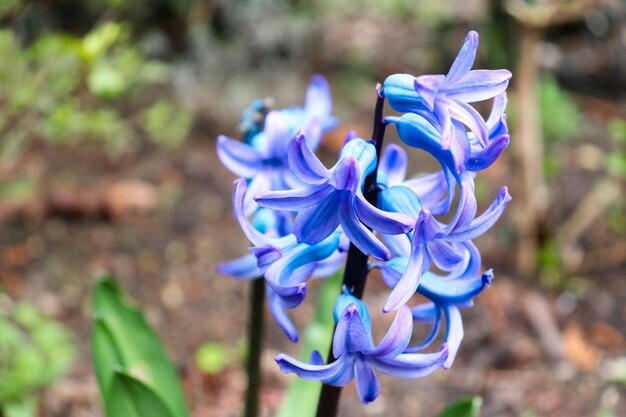 Foto close-up di un fiore blu viola