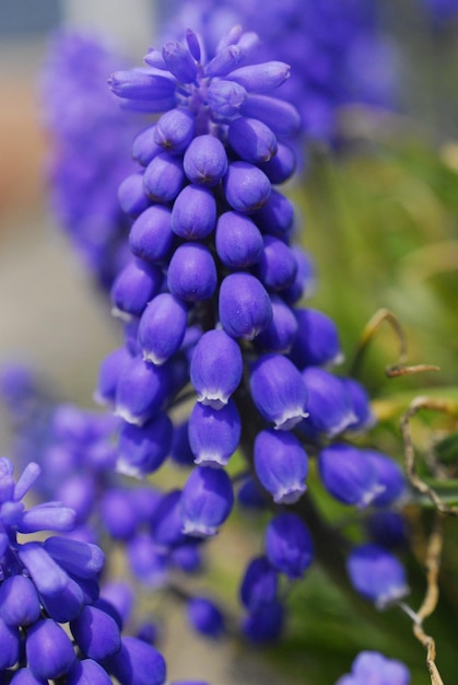 Close-up of purple blue flowers