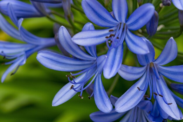 Photo close-up of purple blue flowers