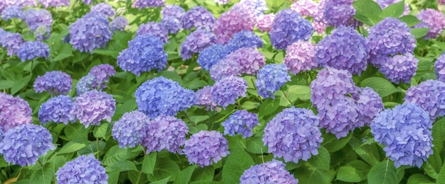 Image of Close-up of creeping hydrangea flowers