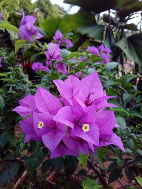 Close-up of purple bougainvillea blooming outdoors