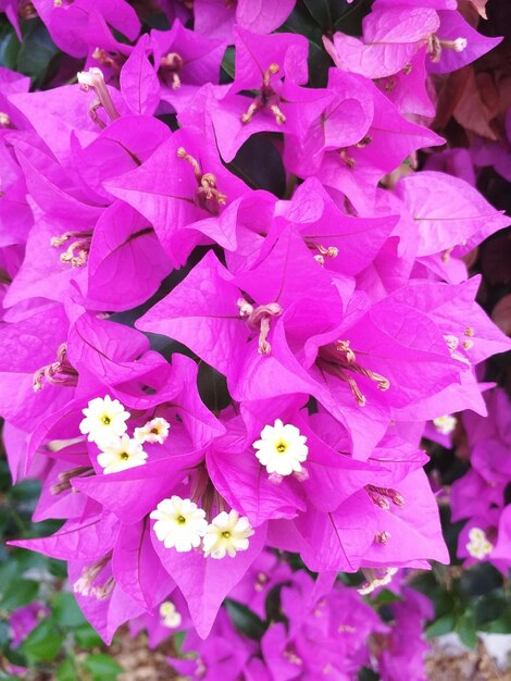 Close-up of purple bougainvillea flowers