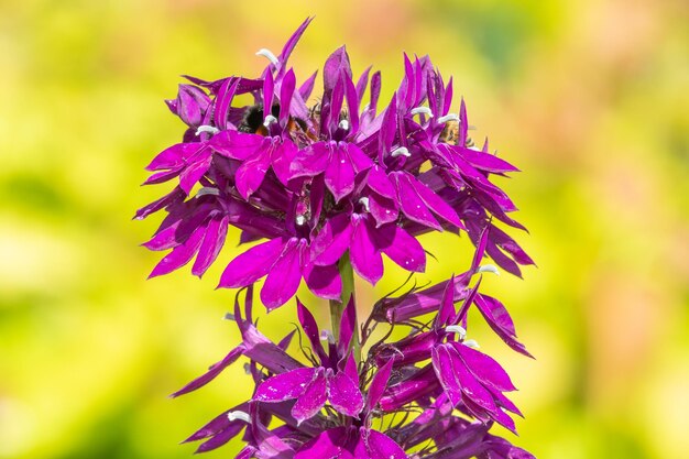 Premium Photo | Close up of a purple cardinal flower in bloom