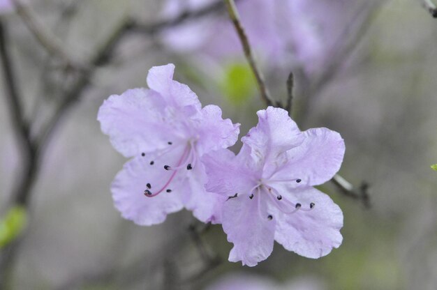 Close-up of purple cherry blossom outdoors