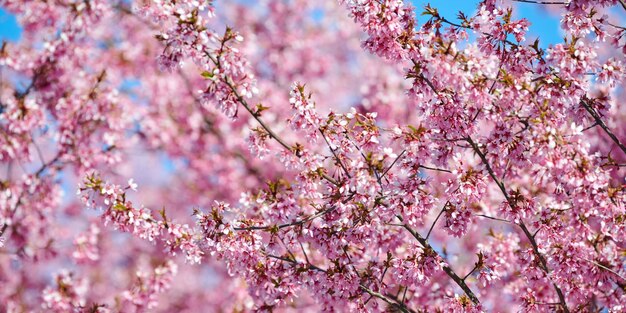 Photo close-up of purple cherry blossom