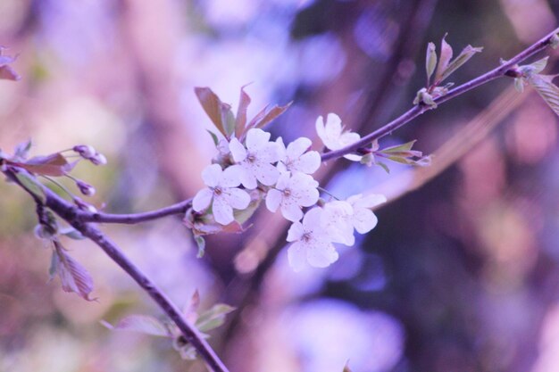 Close-up of purple cherry blossoms in spring