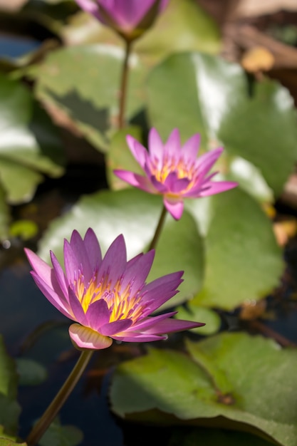 연못 배경, Nymphaeaceae에 피는 보라색 신선한 연꽃이나 수련 꽃을 닫습니다