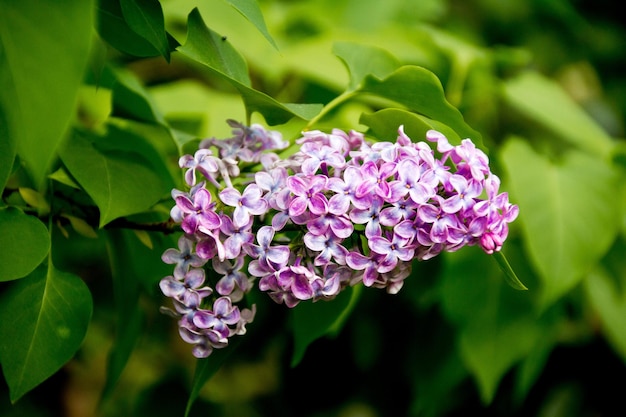 Foto prossimo piano di fiori di colore viola