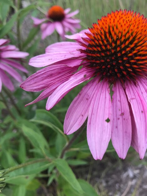 Close-up of purple coneflower blooming outdoors