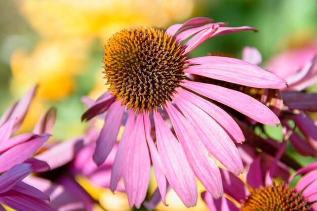 Photo close-up of purple coneflower blooming outdoors