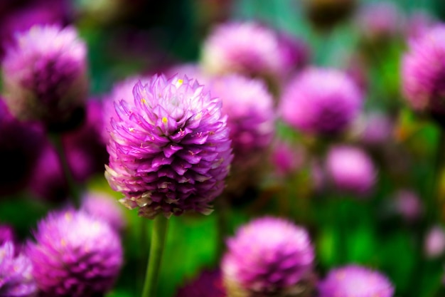 Close-up of purple coneflower blooming outdoors