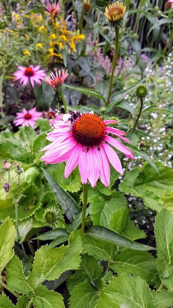 Close-up of purple coneflower blooming outdoors