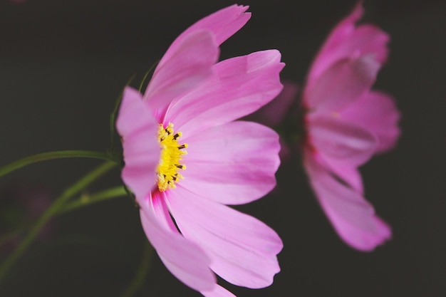 Close-up of purple cosmos flower