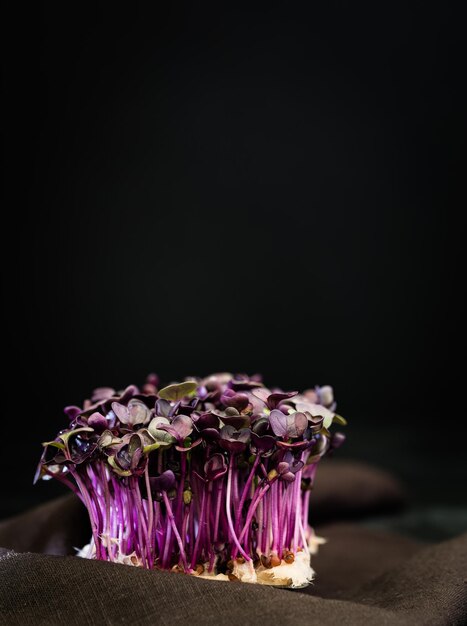 Photo close-up of purple cress against black background