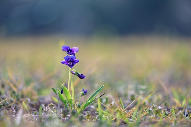 Close-up of purple crocus blooming on field