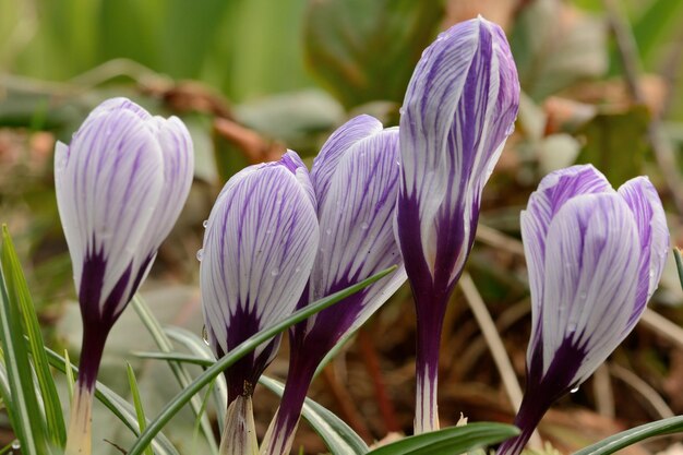 Foto prossimo piano di un crocus viola in fiore all'aperto