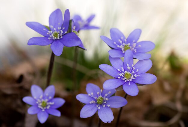 Close-up of purple crocus blooming outdoors