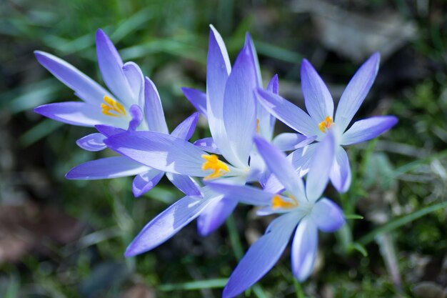 Photo close-up of purple crocus blooming outdoors