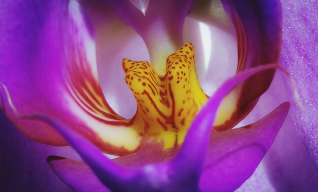 Close-up of purple crocus blooming outdoors