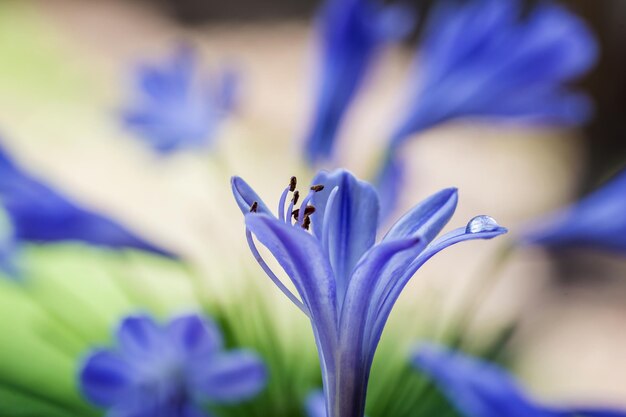 Foto prossimo piano di un crocus viola in fiore all'aperto