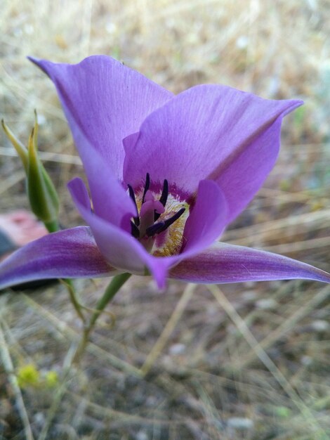 Foto prossimo piano di un crocus viola in fiore all'aperto