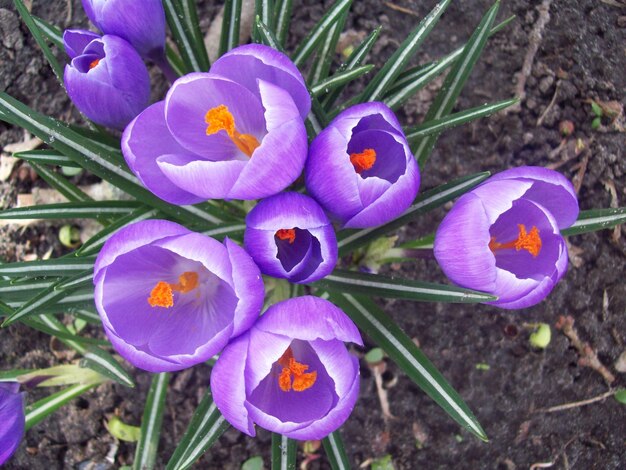 Close-up of purple crocus blooming outdoors