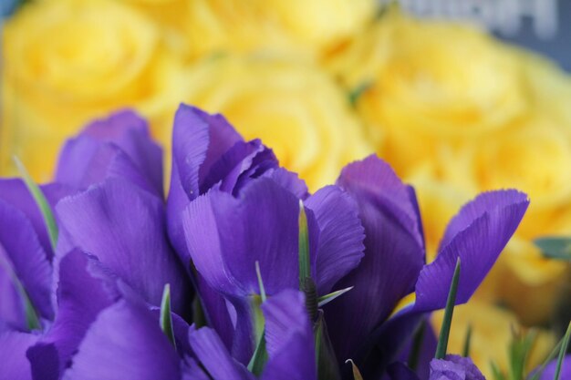 Close-up of purple crocus blooming outdoors