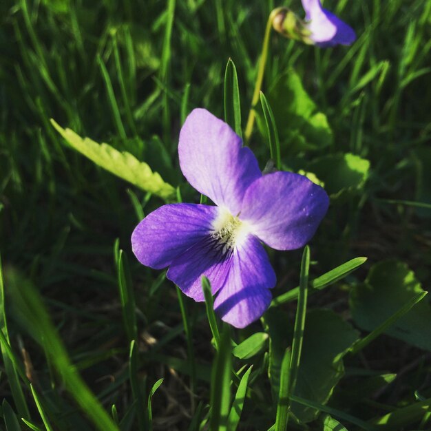 Close-up of purple crocus blooming outdoors