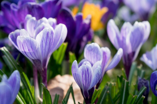 Close-up of purple crocus blooming outdoors