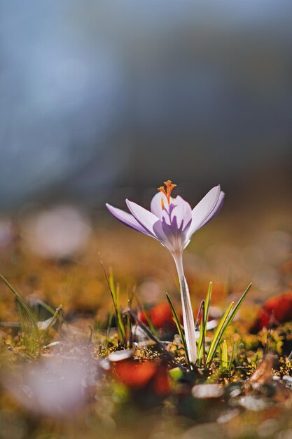 Photo close-up of purple crocus flower on field