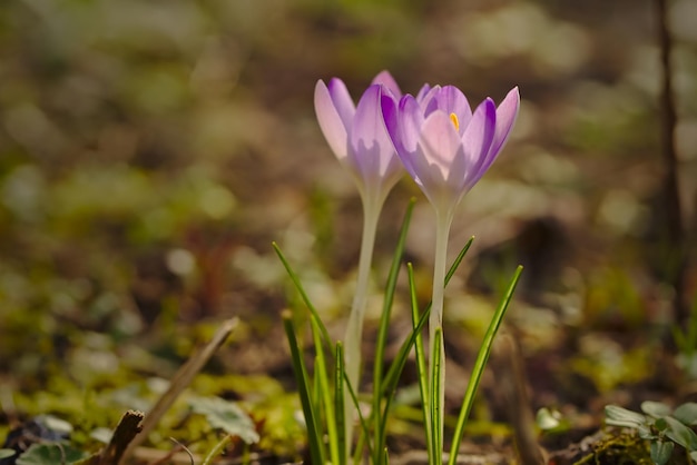 Foto prossimo piano del fiore di crocus viola sul campo