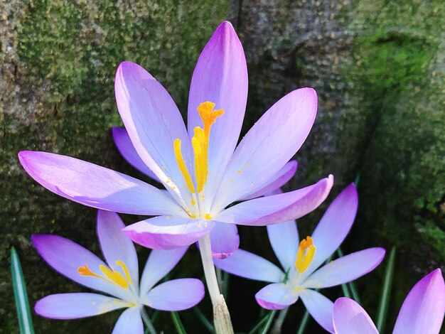 Foto prossimo piano del fiore di crocus viola