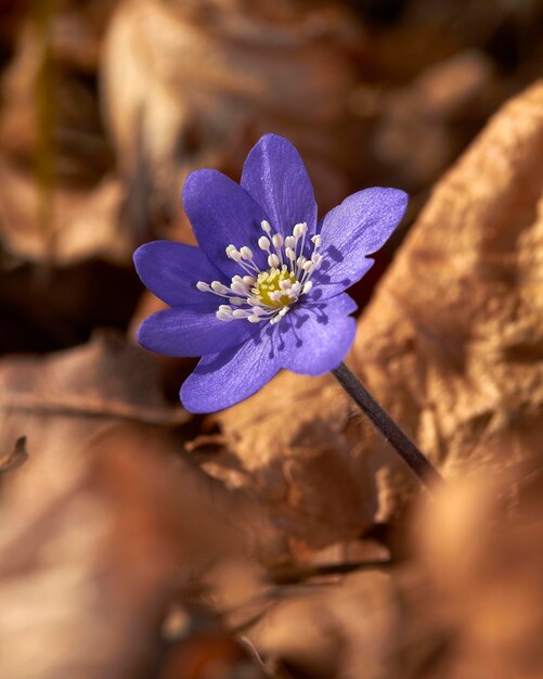 Close-up of purple crocus flower