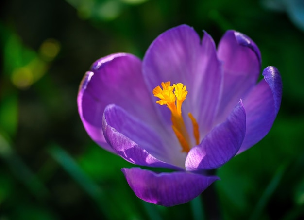 Photo close-up of purple crocus flower