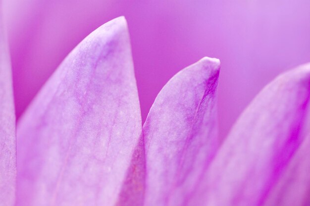 Close-up of purple crocus flower