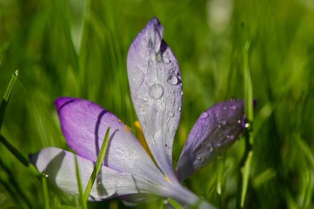 Foto prossimo piano del fiore di crocus viola