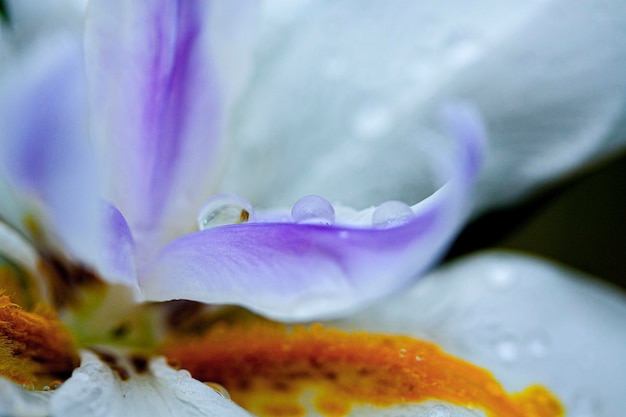 Foto prossimo piano del fiore di crocus viola