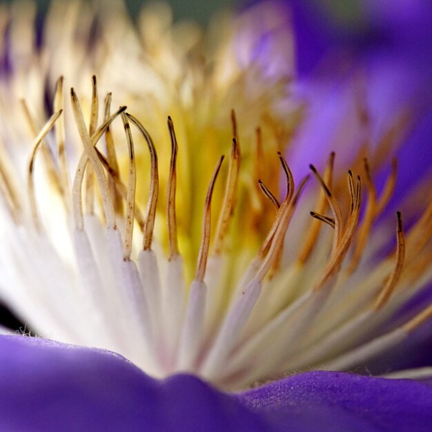 Foto prossimo piano del fiore di crocus viola