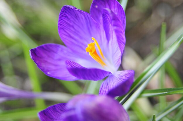 Foto prossimo piano del fiore di crocus viola