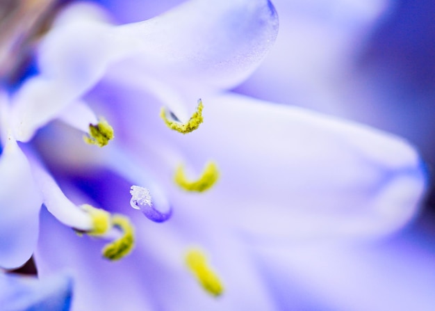 Foto prossimo piano del fiore di crocus viola