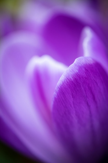 Foto prossimo piano del fiore di crocus viola