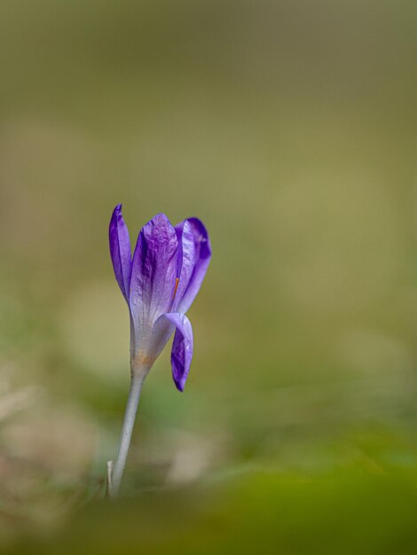 Foto prossimo piano del fiore di crocus viola