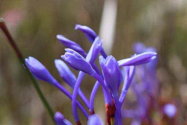 Photo close-up of purple crocus flower