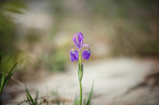 Close-up of purple crocus flower