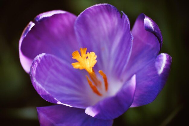 Foto prossimo piano del fiore di crocus viola