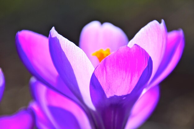 Close-up of purple crocus flower