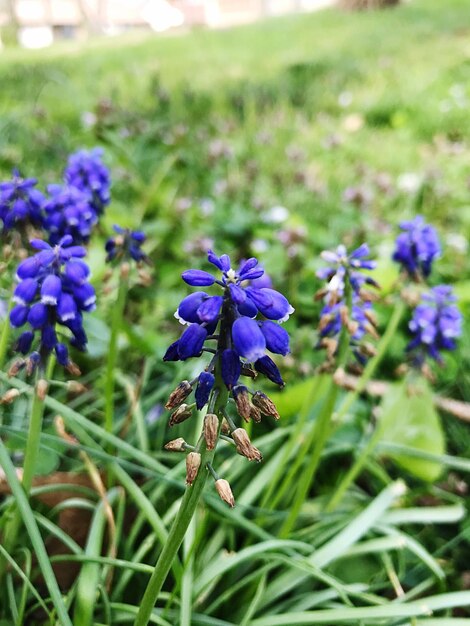 Close-up of purple crocus flowers blooming on field