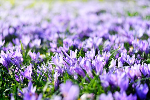 Foto prossimo piano dei fiori di crocus viola sul campo