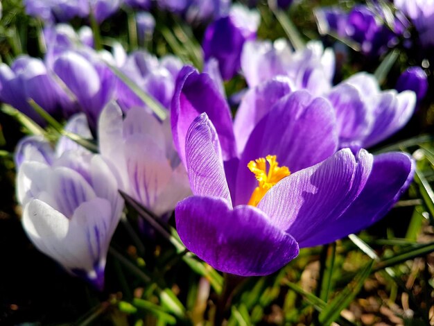 Photo close-up of purple crocus flowers on field